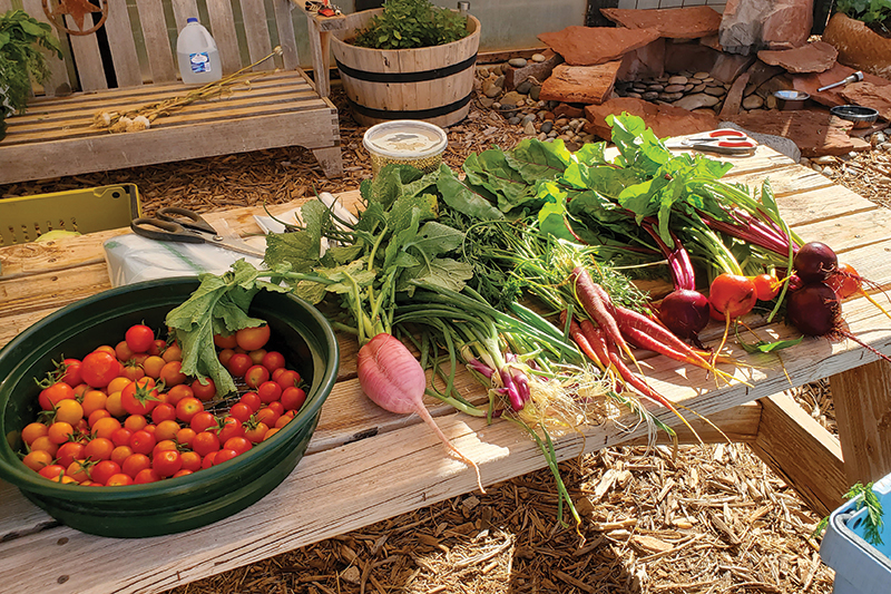 Freshly picked vegatables