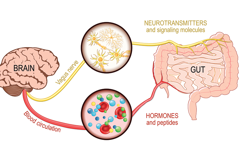 Psychobiotics, the Vagus Nerve, and the Gut-Brain Connection Psychobiotics, the Vagus Nerve, and the Gut-Brain Connection